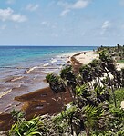 Sargassum