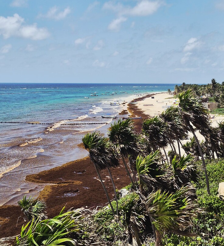 Sargassum
