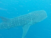 Whaleshark