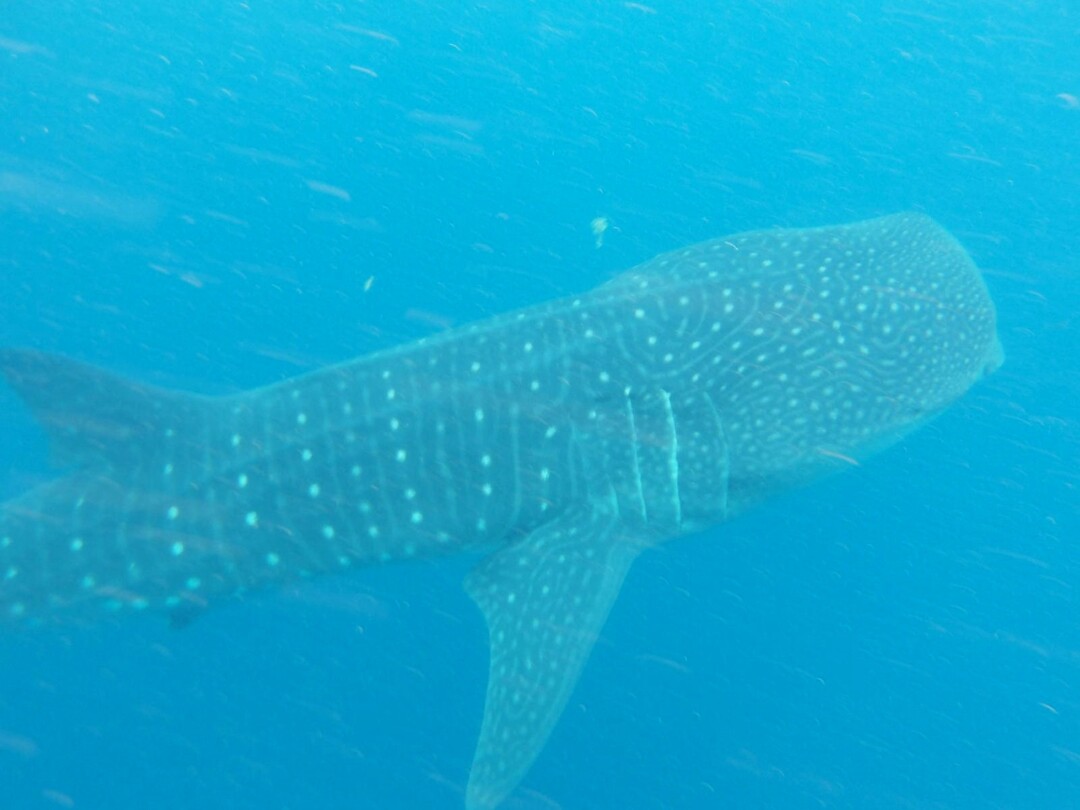 Whaleshark