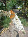 IMG_20210729_134531
