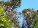 "flying foxes"