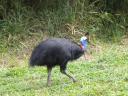 Zeldzame, wilde Cassowarie gespot!