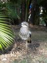 Curlew ( cool beestje!)