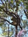 "Overactieve" koala