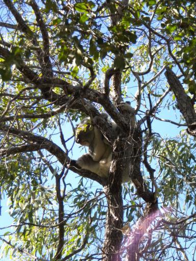 "Overactieve" koala