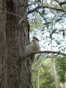 kookabura
