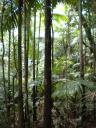 Eungella national park