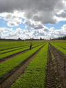 Werken op de Wild rocket slavelden