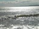 Manu bay ( endless summer )