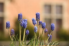 Gewoon mooie blauwe druifjes.