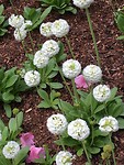 Brandon Garden