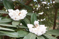 Brandon Garden