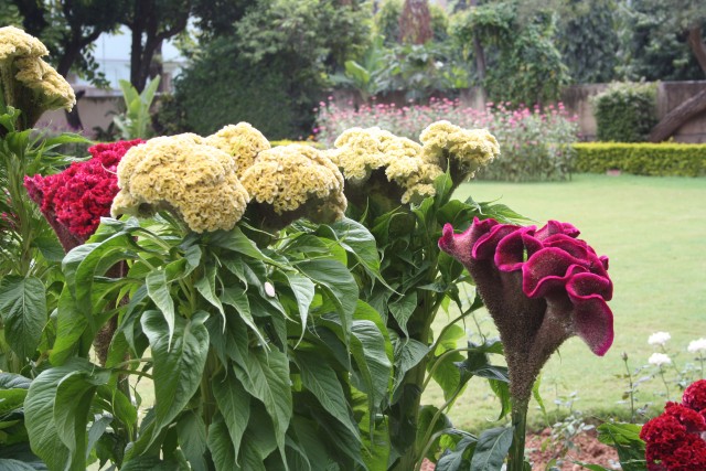 Bloemen in het zomerpaleis van  Sultan Tippu