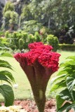 Bloemen in het zomerpaleis van Sultan Tippu