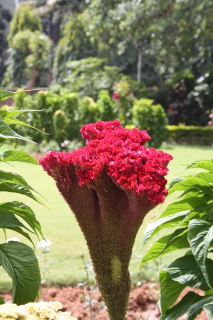 Bloemen in het zomerpaleis van Sultan Tippu