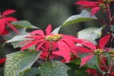 Kerststerren