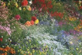 Prachtige bloemen