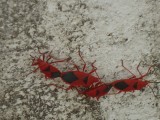 Rode insecten