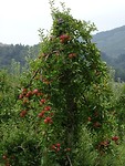 Appels  bijna rijp, herfst