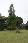 jonge kauri boom