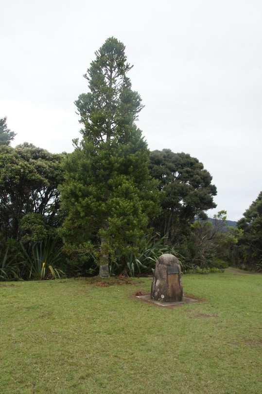 jonge kauri boom