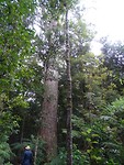 kauri