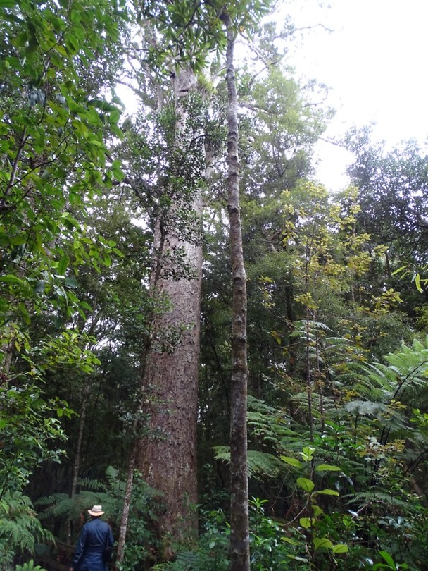 kauri