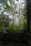 father of the forest