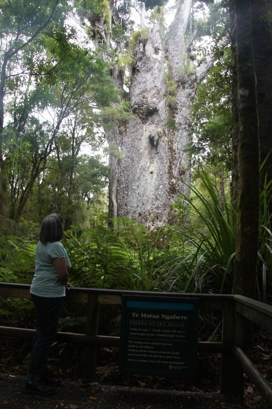 father of the forest