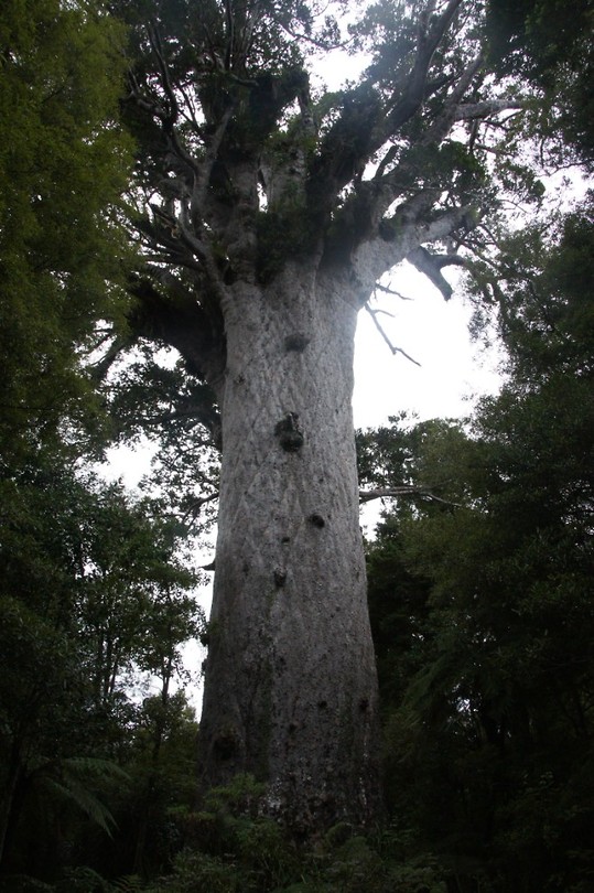 lord of the forest