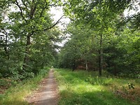 Chaamse bossen