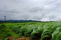 Suikerriet plantage