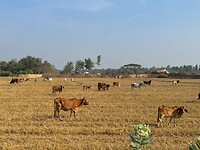IMG_8777