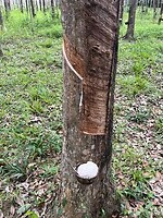 IMG_9470