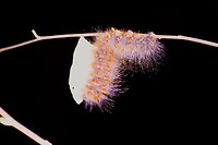 IMG_3457