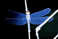 IMG_3458