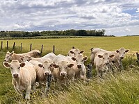 IMG_0130