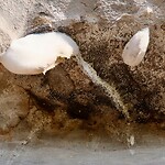 IMG_3703