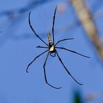 IMG_1539