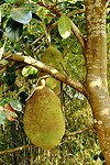IMG_1523