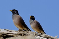 DSCF2733