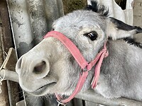 IMG_1817