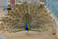 DSCF3070