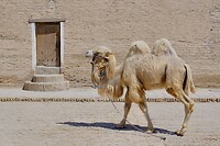 DSCF3339