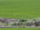 DSC03236