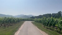 Wijngaarden Alsace