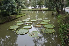 bijzondere waterplanten