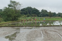 rijst planten 1