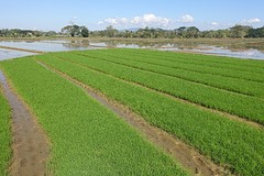 mooi groen